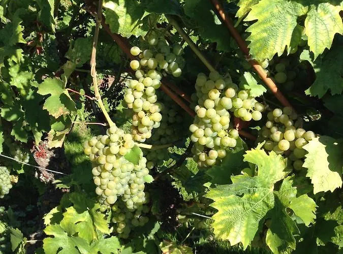 Wittker Bruttig-Fankel